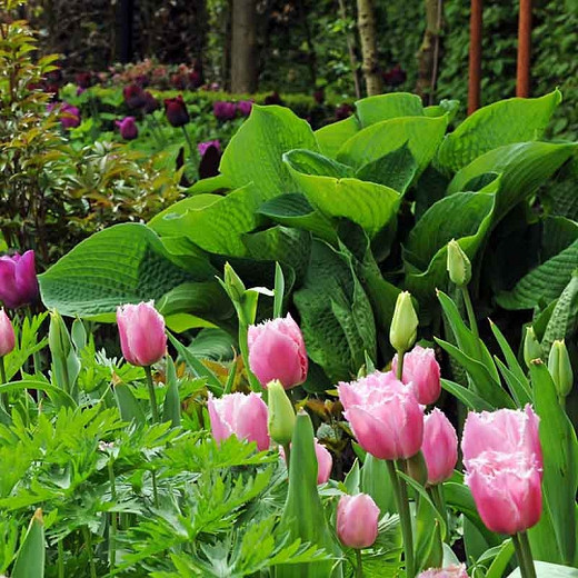 Tulipa 'Fringed Family', Tulip 'Fringed Family', Fringed Tulip 'Fringed Family', Fringed Tulips, Spring Bulbs, Spring Flowers, pink Tulips, Tulipes Dentelle